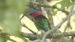 Tangara cyanocephala