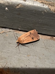 Abagrotis alternata