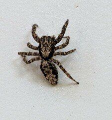 Platycryptus californicus