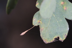 Andricus pedicellatus