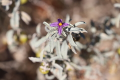 Solanum centrale