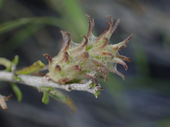 Rhopalomyia utahensis