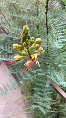 Erythrostemon gilliesii