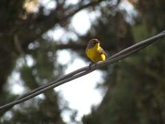 Myioborus brunniceps