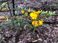 Pultenaea euchila