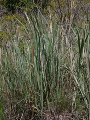 Leymus cinereus