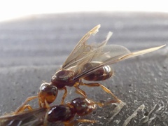 Lasius claviger