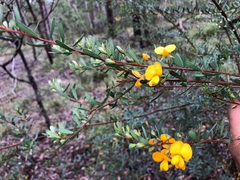 Pultenaea euchila