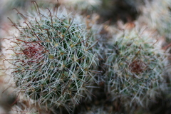 Mammillaria zeilmanniana