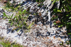 Aspidoscelis sexlineatus