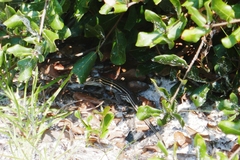 Aspidoscelis sexlineatus