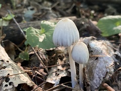 Micacei