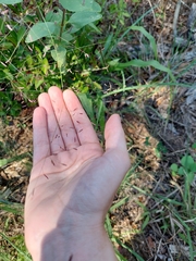 Eragrostis elliottii