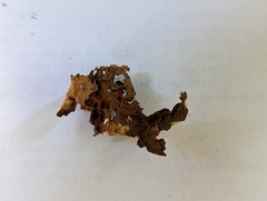 Lobaria anthraspis