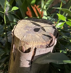 Lampropholis delicata