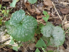 Erysiphe cruciferarum