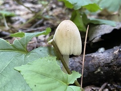 Micacei
