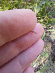 Eragrostis elliottii