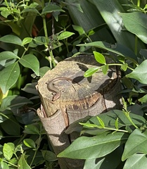 Lampropholis delicata