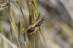 Rhynocoris