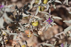 Solanum centrale