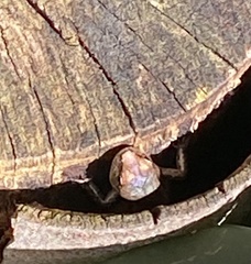 Lampropholis delicata