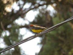 Myioborus brunniceps