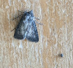 Agrotis venerabilis