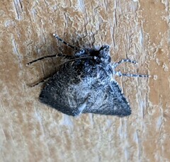 Agrotis venerabilis
