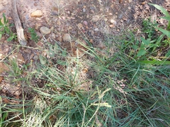 Eragrostis elliottii