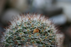 Mammillaria zeilmanniana