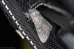 Pseudopanthea palata