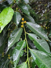 Ficus ampelos