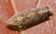 Scaphytopius acutus