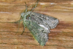 Pseudopanthea palata