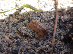 Armadillidiidae