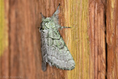 Pseudopanthea palata