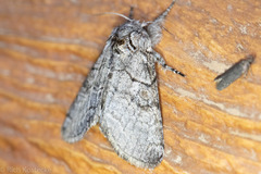 Pseudopanthea palata