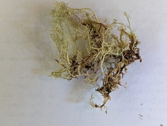 Sphaerophorus tuckermanii