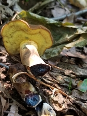 Cyanoboletus pulverulentus