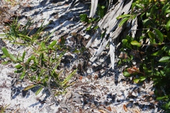 Aspidoscelis sexlineatus