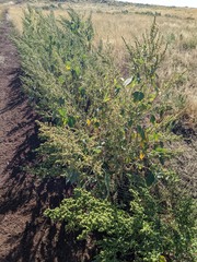 Cyclachaena xanthiifolia