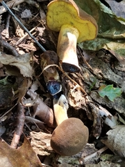 Cyanoboletus pulverulentus