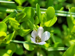 Bacopa monnieri