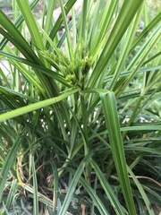 Cyperus eragrostis