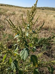 Cyclachaena xanthiifolia