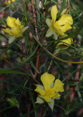 Hibbertia