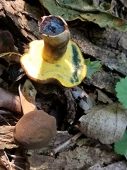 Cyanoboletus pulverulentus