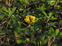 Ludwigia peploides