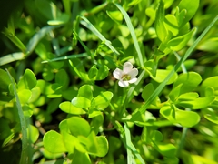 Bacopa monnieri